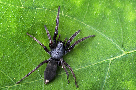 WHITE-TAILED SPIDER